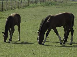 Horses and foals in germany photo