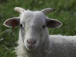 ovejas en un campo foto