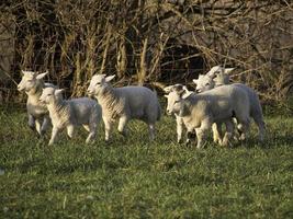 sheeps on a meadow in germany photo