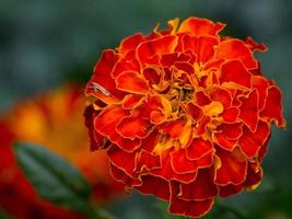 flores de colores en el jardín foto