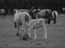 widl horses in germany photo