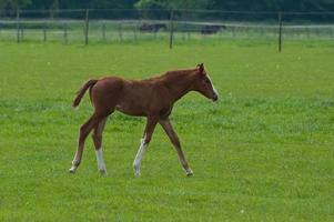 horses on a germa field photo