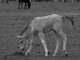 wild horses in westphalia photo