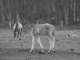 muchos caballos salvajes foto