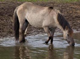 caballos salvajes en alemania foto