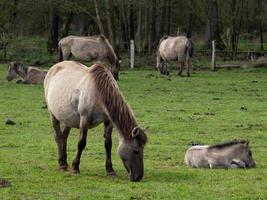 Gran manada de caballos en Alemania foto