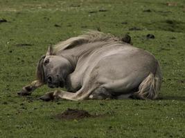 wild horses on a meadow in westphalia photo