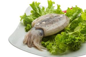 Raw cuttlefish on the plate and white background photo