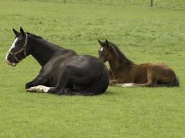 Horses in westphalia photo