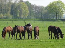 caballos en el muensterland alemán foto