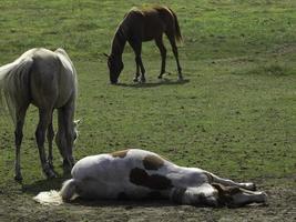 caballos y potros en alemania foto