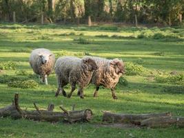 sheeps and lambs photo