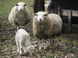 Sheeps on a field in westphalia photo