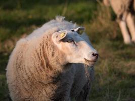 sheeps on a meadow photo