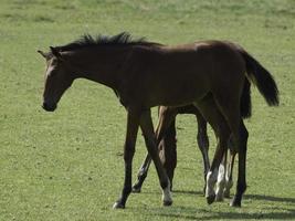 Horses and foals in germany photo