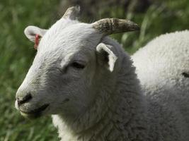 sheeps on a field photo