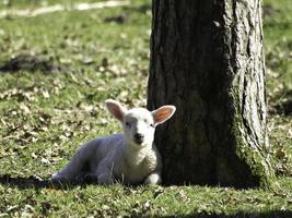 Sheeps on a field in westphalia photo