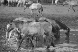 wild horses in germany photo