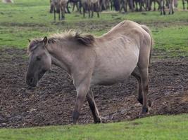 wid horses herd in germany photo