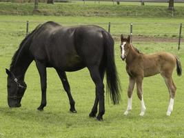 cute foals and horses photo