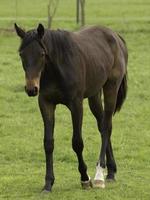 horses on a german meadow photo