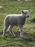 sheeps in the german muensterland photo