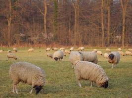 sheeps on a meadow photo