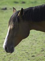 hermosos caballos en alemania foto