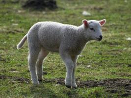 sheeps in the german muensterland photo