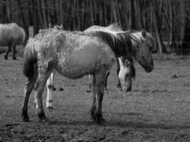 wild horses in germany photo