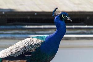 beautiful peacock bird photo