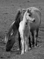 wild horses in germany photo