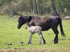 wild horses in the german muensterland photo