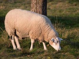 sheeps on a meadow photo