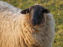 sheeps on a meadow photo