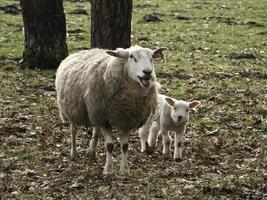 sheeps and lambs in westphalia photo