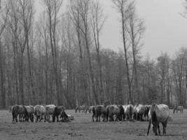 wildl horses in germany photo