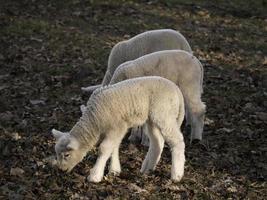 sheep herd in germany photo