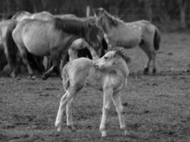 caballos salvajes en alemania foto