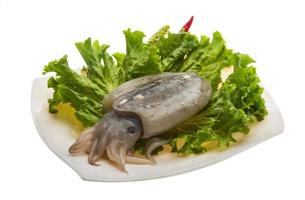 Raw cuttlefish on the plate and white background photo