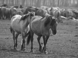 caballos salvajes en alemania foto