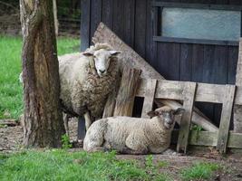 shheps and lambs in germany photo