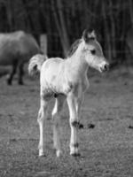 wild horses in germany photo