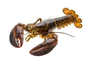 Raw lobster on white background photo