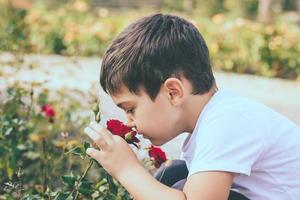 Little boy smelling red rose.