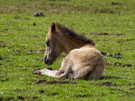 wild horses in the german muensterland photo