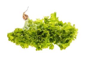 Salad leaves on white background photo