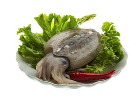 Raw cuttlefish on the plate and white background photo