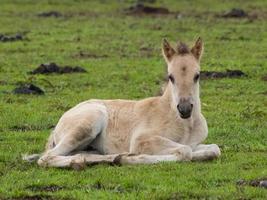 wild horses in germany photo