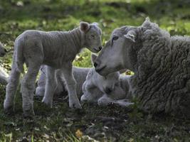 ovejas en un campo en westfalia foto